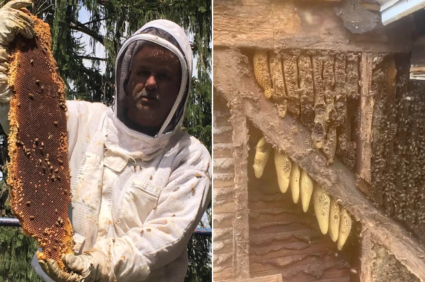 蜂蜜 夫妻俩买150年老宅 入住时发现藏了45万只蜜蜂 到处流蜂蜜