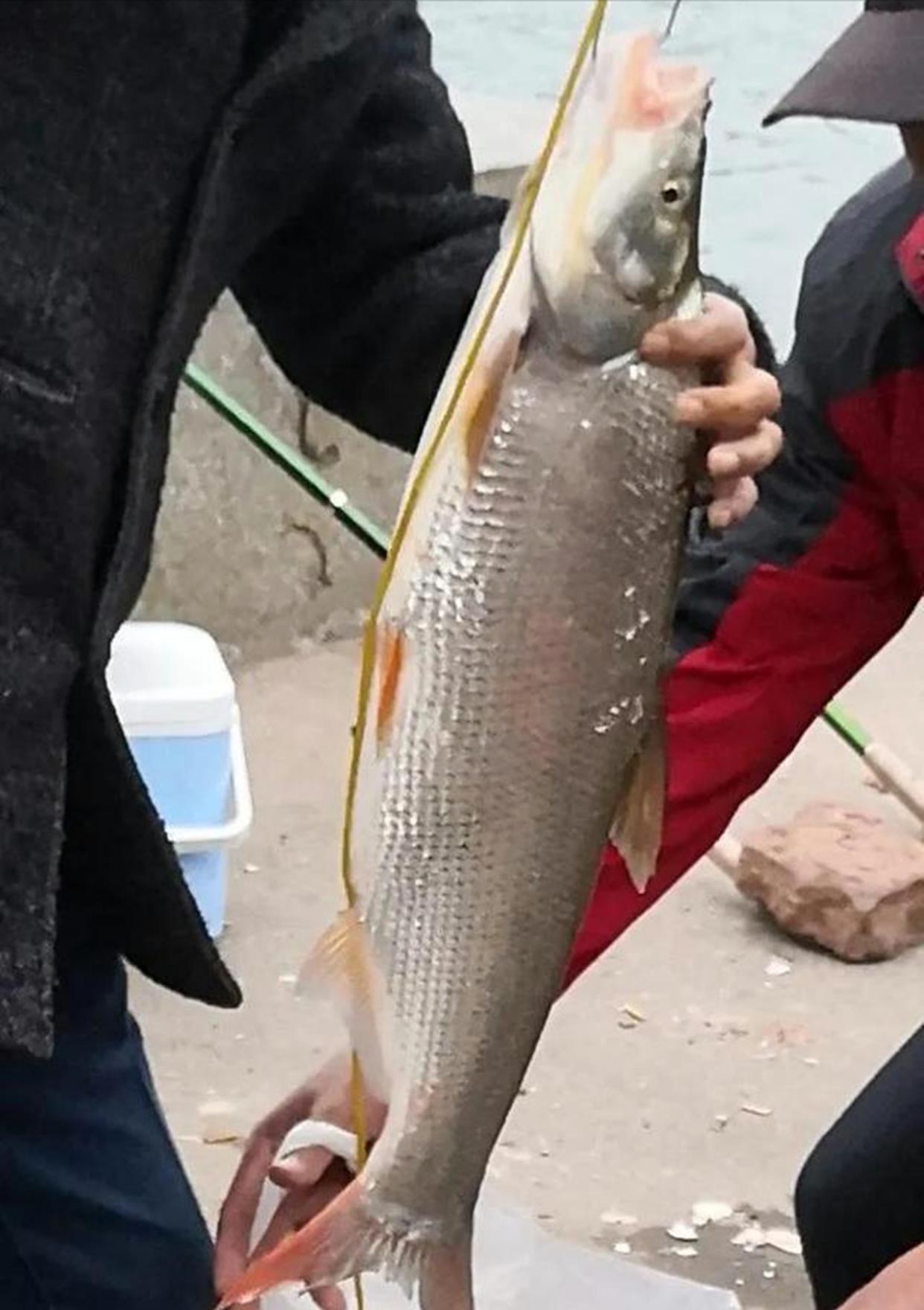 湖南|湖南湘江边的钓鱼大军，隆冬的严寒也不能阻挡，有人直接以此赚钱