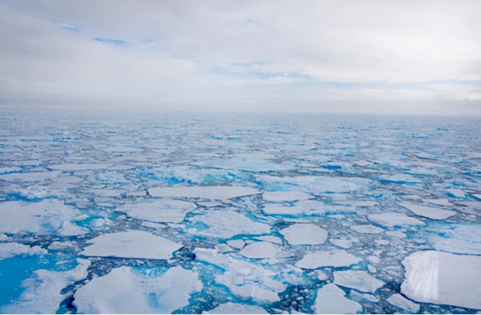 鲨鱼 美国海滩惊现20多条鲨鱼，疯狂吃周围的鲱鱼群，生物圈已经乱了？