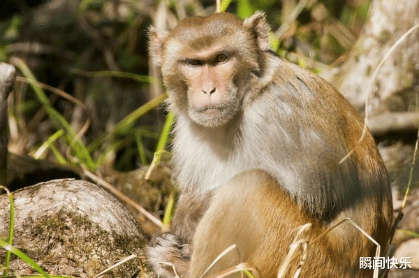 属龙|2021年属猴、属龙、属虎开运攻略,好运缠身,迎来机遇,职场顺遂