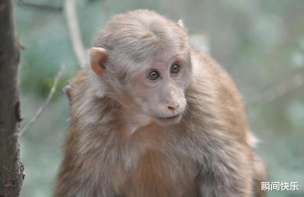 瞬间快乐|属鼠人最佳合作伙伴是谁？牢牢抓住他，9月旗开得胜，扭转乾坤