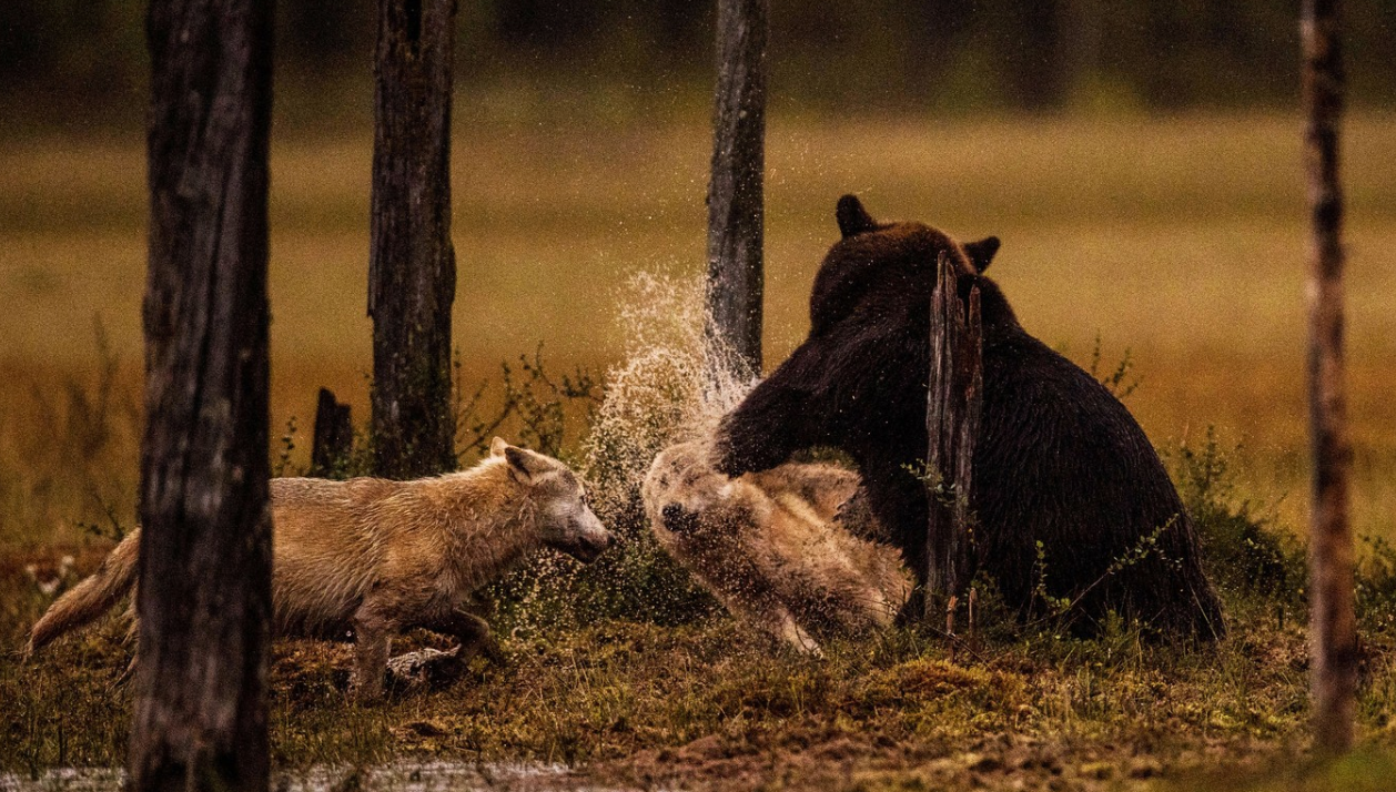 棕熊 大棕熊被黑猫赶走，熊为什么那么“熊”？熊真能屠虎灭狼吗？