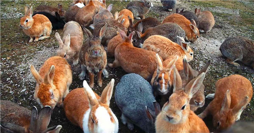澳大利亞野兔成災，為何不吃？學者：沒有哪個入侵物種被吃沒瞭-圖2