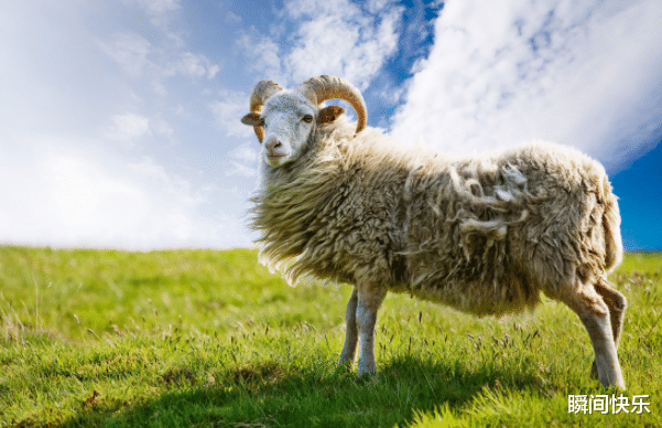 瞬间快乐 家中若有这3个生肖,10月必当心想事成,职场顺遂,事业赢得先机