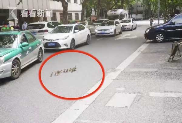 唯爱生活谈 西湖成群鸳鸯散步，画面十分唯美，可是却发生了这一幕