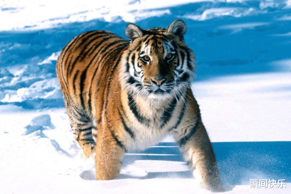 |大金虎:你是冬天出生还是春天出生?出生的季节决定你的财富!