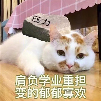 桉月|表情包：在？在吗想你啦