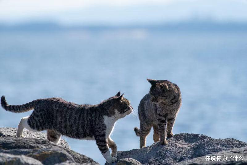 你说你为了什么 深夜遭遇陌生男尾随，女子上演教科书式自救！