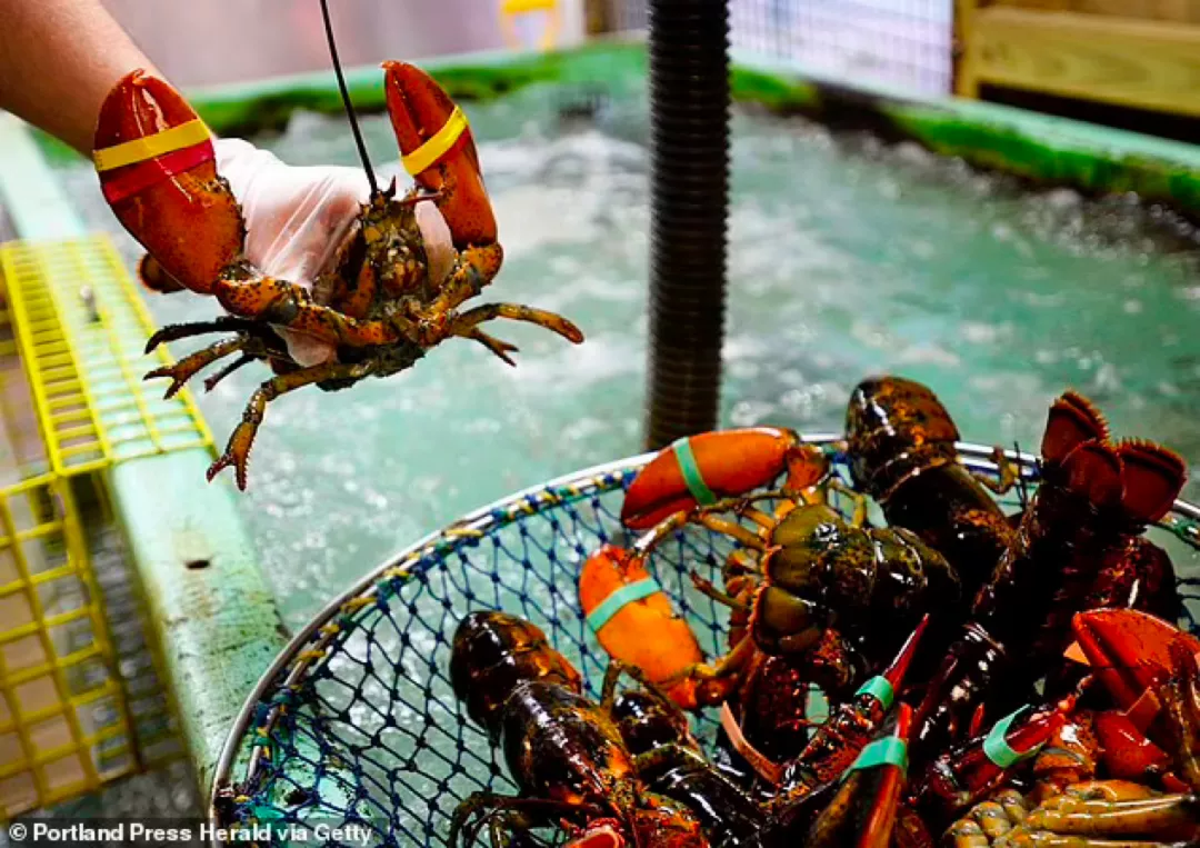 量子纠缠 保护动物福利，英国将禁止煮食龙虾螃蟹章鱼：它们也会痛！