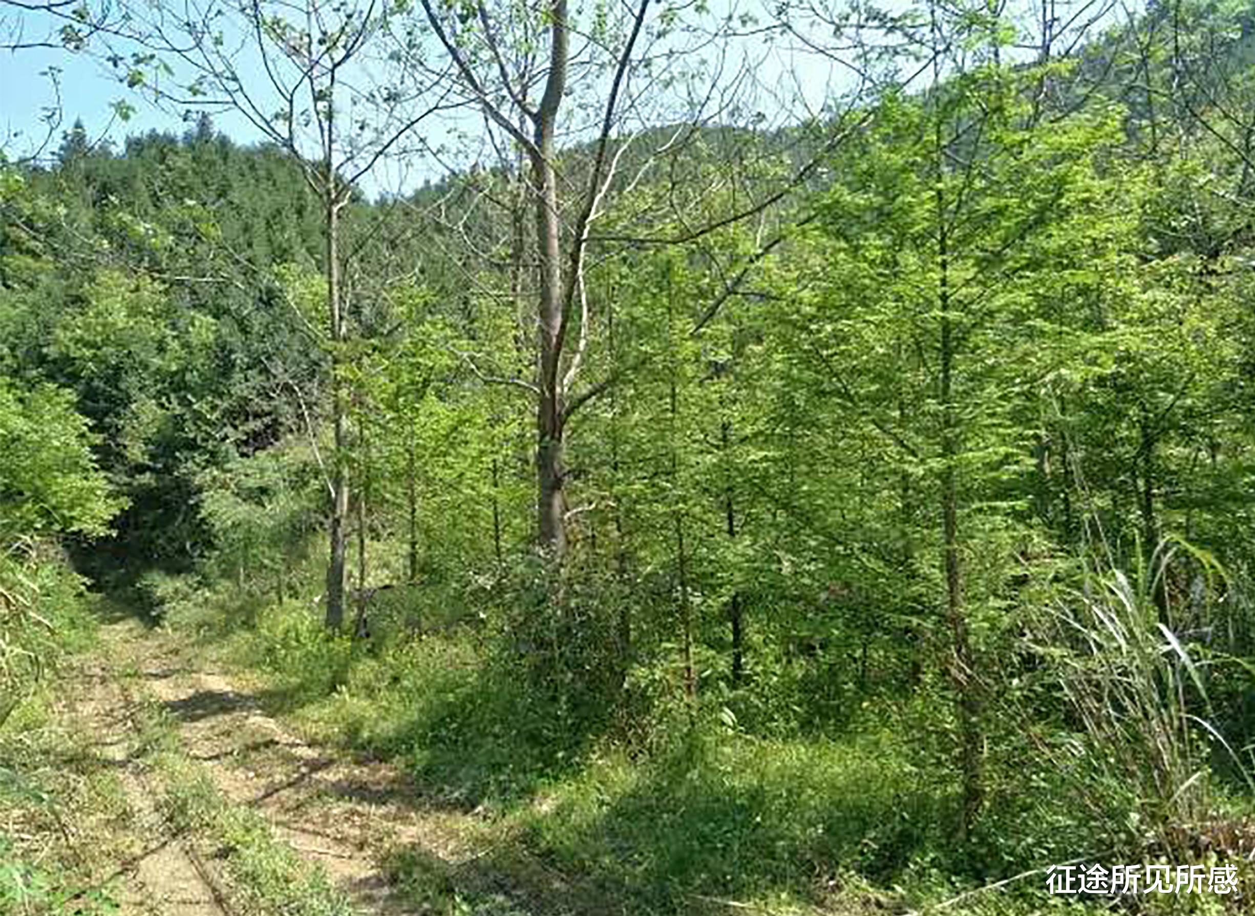 征途所见所感 江西最北部彭泽县第一高峰大浩山,游客新的网红打卡地