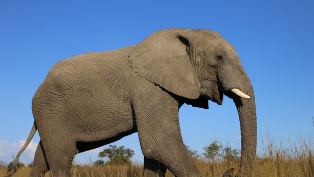 大象 假设大象是远古灭绝生物的一种，科技手段能将其完美复原吗？