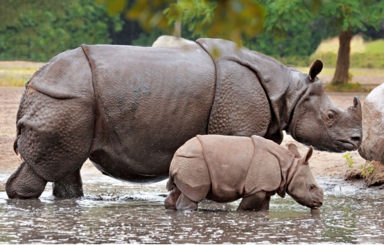 濒危物种 第六次大灭绝已开始,人类有办法躲避吗?地球恢复平衡需要多久?