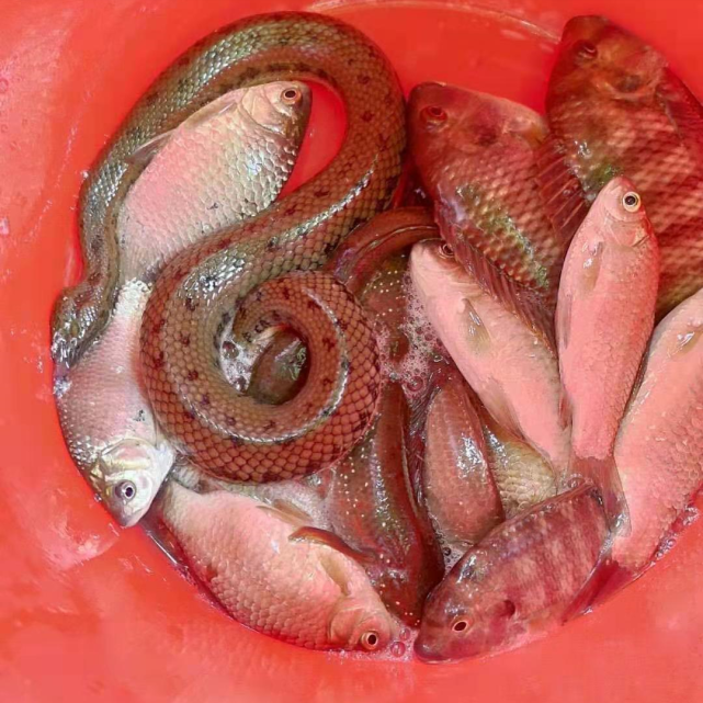 |野钓大鱼很难吗？为什么你每次去钓鱼，钓的都是一些小鱼