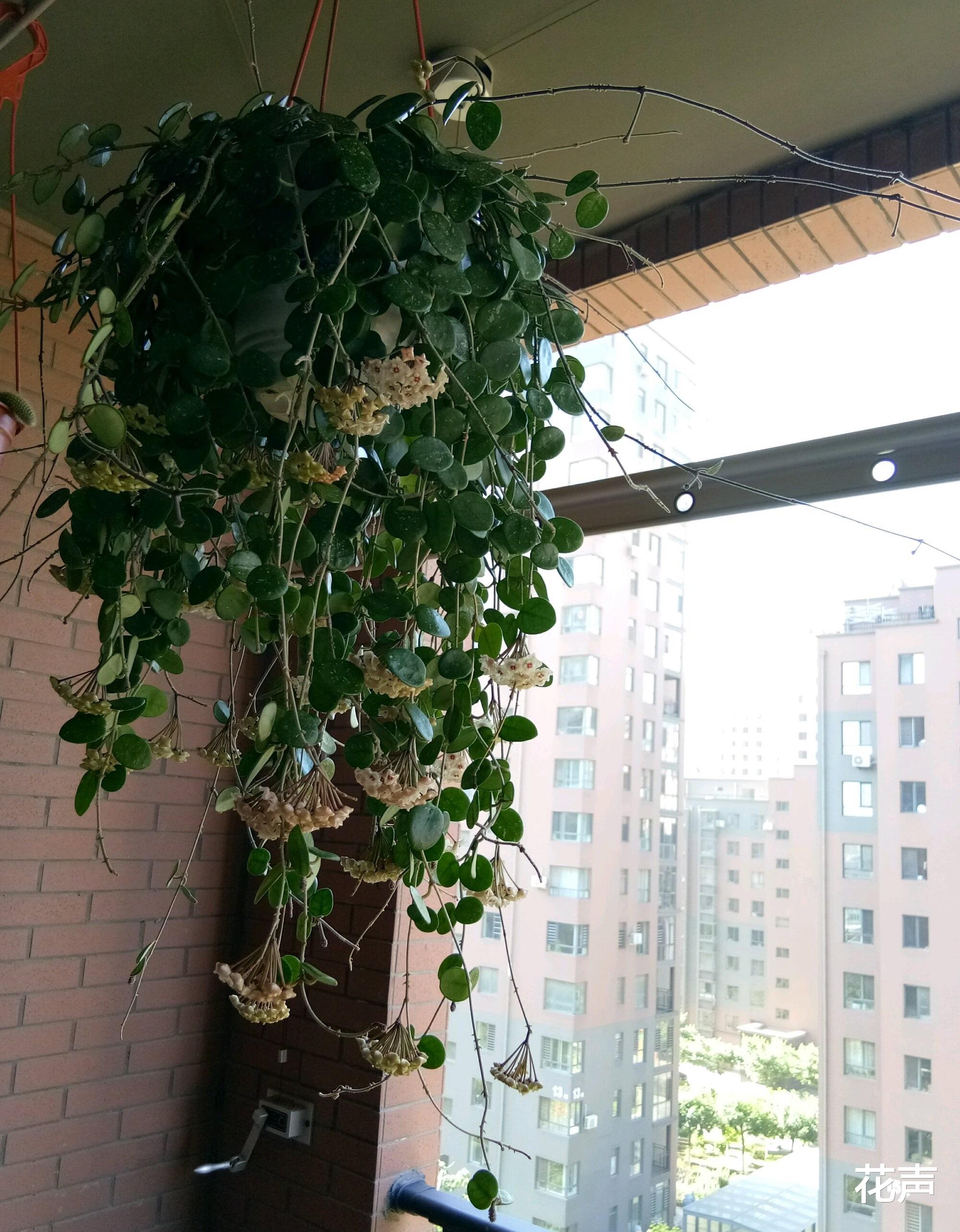 花声 适合封闭阳台养的一种花，观叶赏花又闻香，栽培容易，很值得拥有