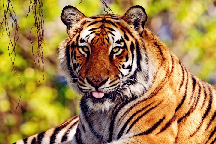 生肖|三大生肖姑娘财富排行榜，财富红，事业强，桃花多