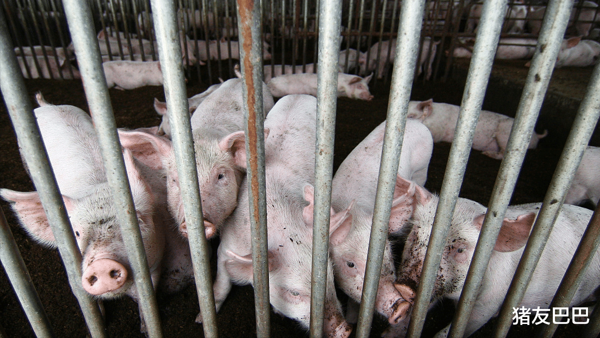 生猪价格 27日猪价跌惨，华北下跌凸显，猪价还得跌？2个信号！