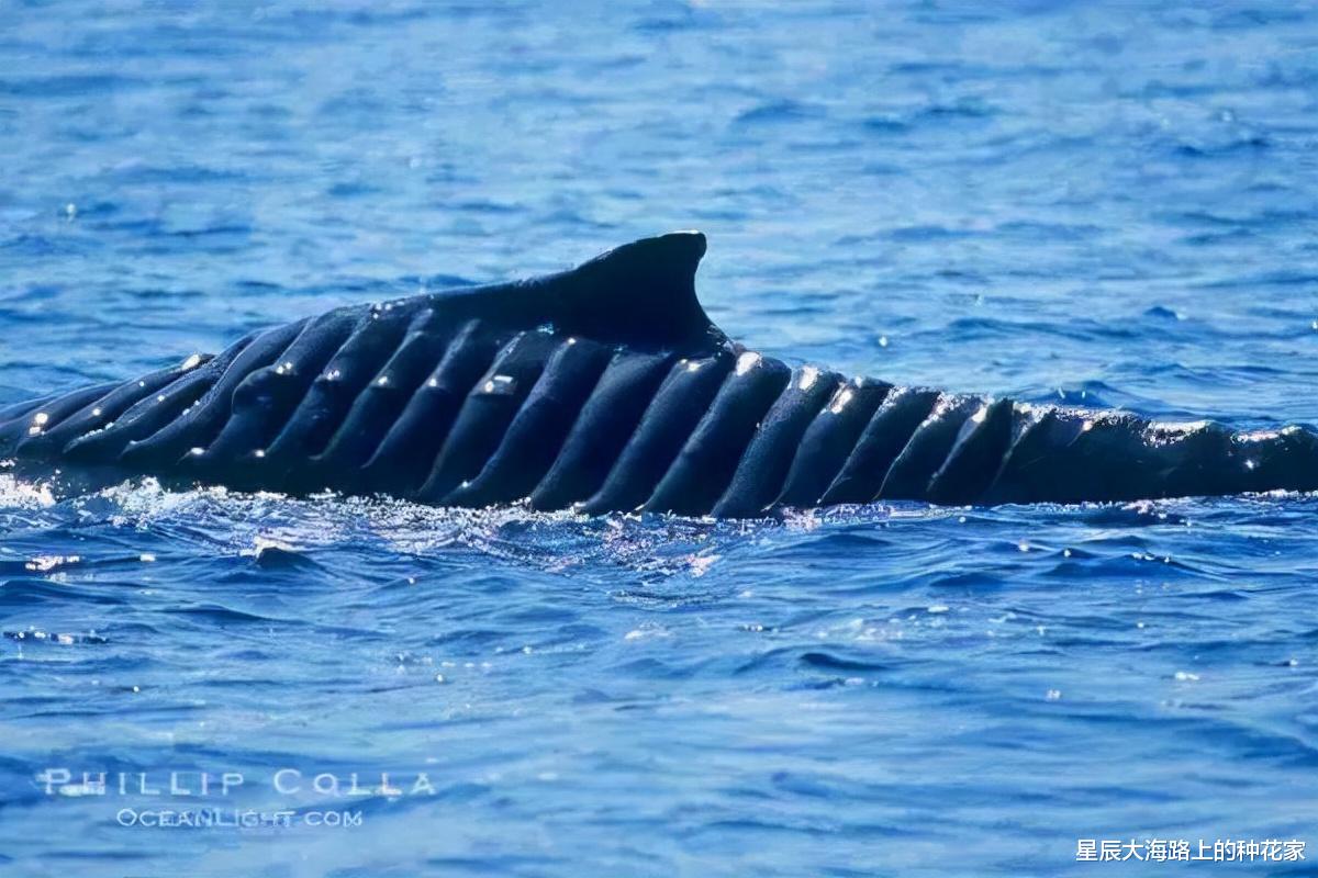 太殘酷！日本一油輪撞上藍鯨，進港口才發現，真的一點都不知道？-圖5