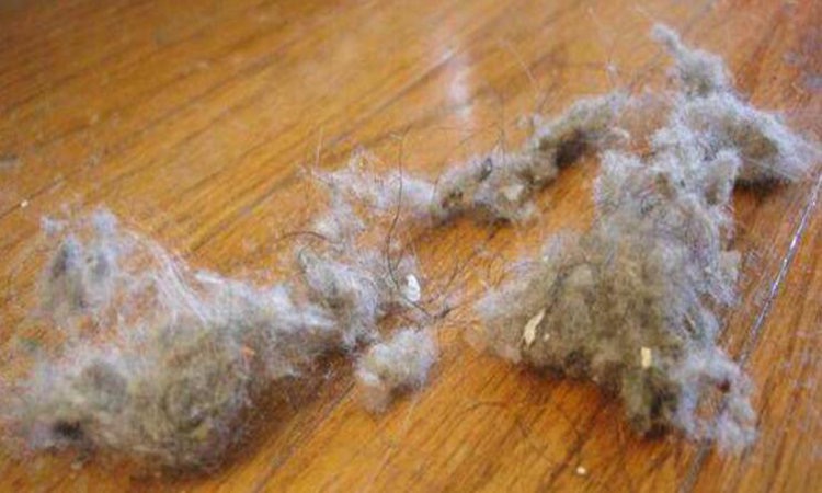 |别再为家里的“细毛灰尘”心烦了，学会这几种方法，能减少很多！