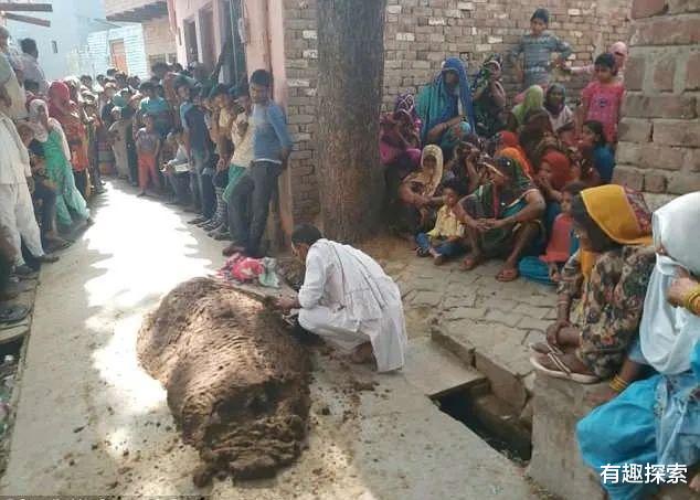 印度 印度女子被毒蛇咬，丈夫弄来100斤牛粪解毒，70多分钟后停止呼吸