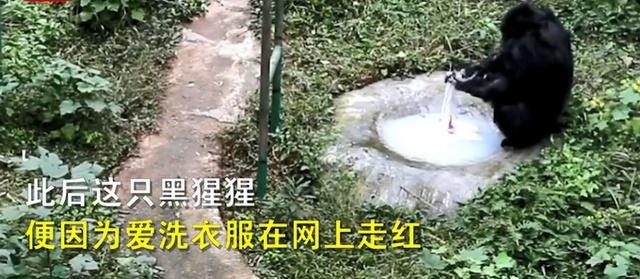 环球Tech 重庆一黑猩猩爱洗衣服被评为劳模：看到饲养员洗衣服就兴奋