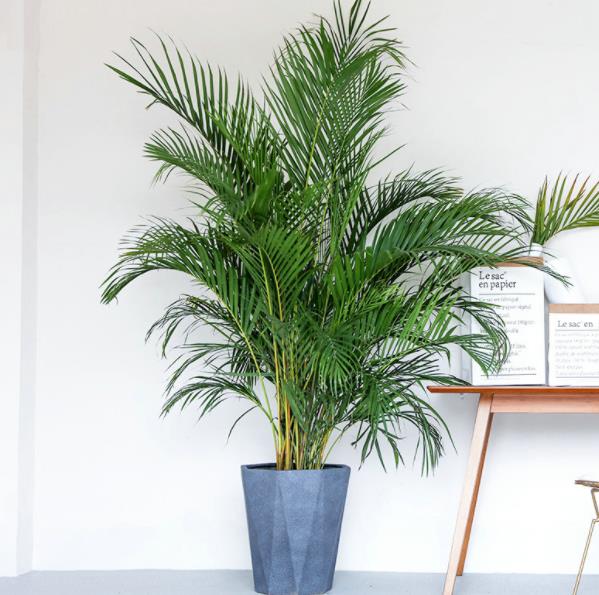 刚装修的新房子，摆上5盆漂亮花，杀菌消毒净化空气，值得拥有