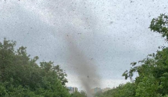 蚊子 哪来的这么多蚊子？俄罗斯出现“蚊子龙卷风”，几百万只太壮观了