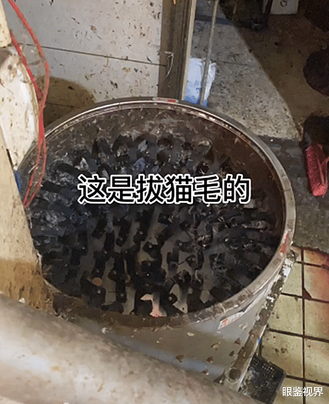 眼鉴视界 湖南永州一菜市场出售猫肉，每斤卖30多元，老板当场宰杀手段残忍