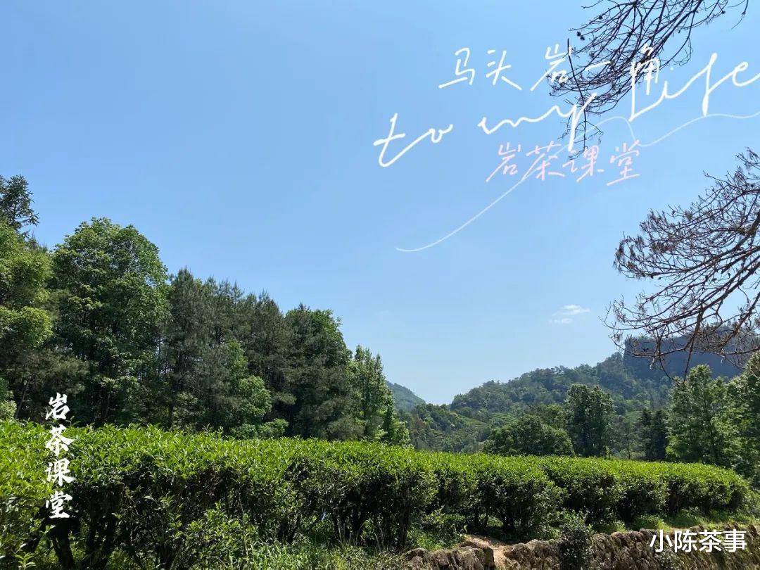 麻花|岩茶的第一道茶汤能喝吗？它不是洗茶水吗？怎么还叫还魂汤？