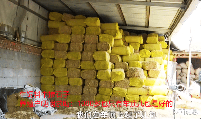 陕西消息 牛饲料中掺石子，养殖户欲哭无泪：1000多包只有车顶几包是好的！