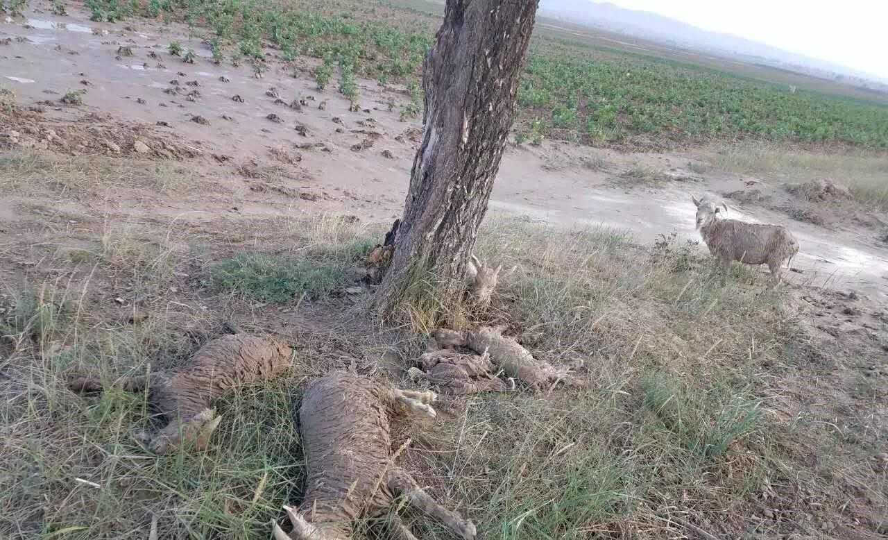 大理|山里钓鱼结果抬回来一头羊，钓友称是河里漂来的，网友：你很可疑