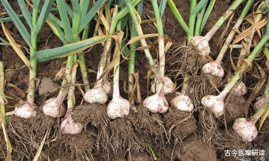 大蒜|血压“稳定剂”找到了，不是大蒜，你若常吃，血压兴许“稳如泰山”