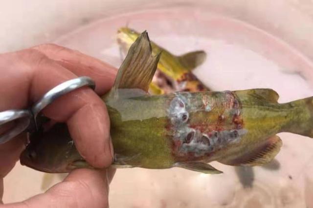 |黄骨鱼按我说的钓，二十年老司机都得拍手叫好