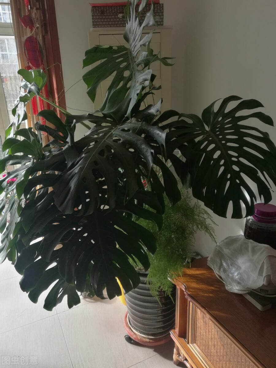 |不同朝向的阳台适合养什么花？打造小花园之（一）东阳台