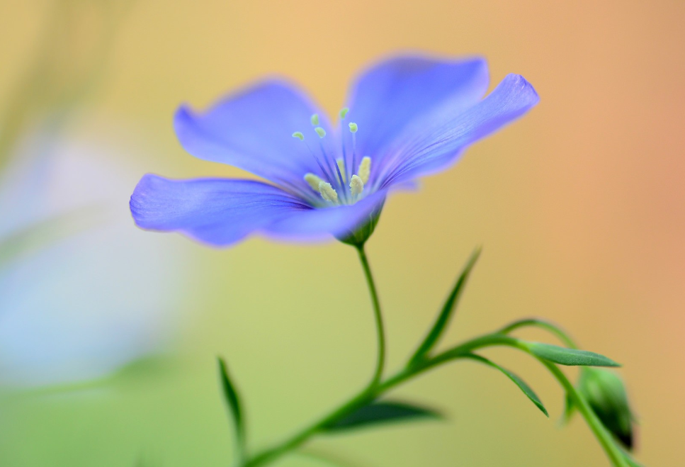 生肖夜读|7月，紫气东来，桃花运旺，恋爱顺利，3生肖喜结良缘，如鱼得水