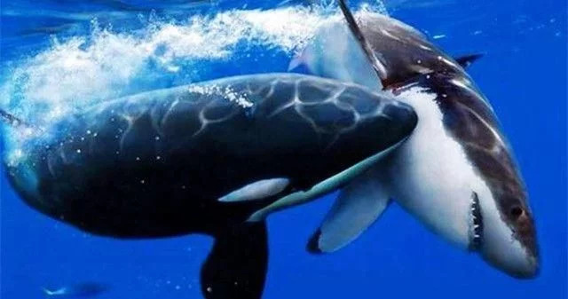 舜网 为什么大白鲨的皮肤相比于鲸鱼的皮肤来说是光滑很多？