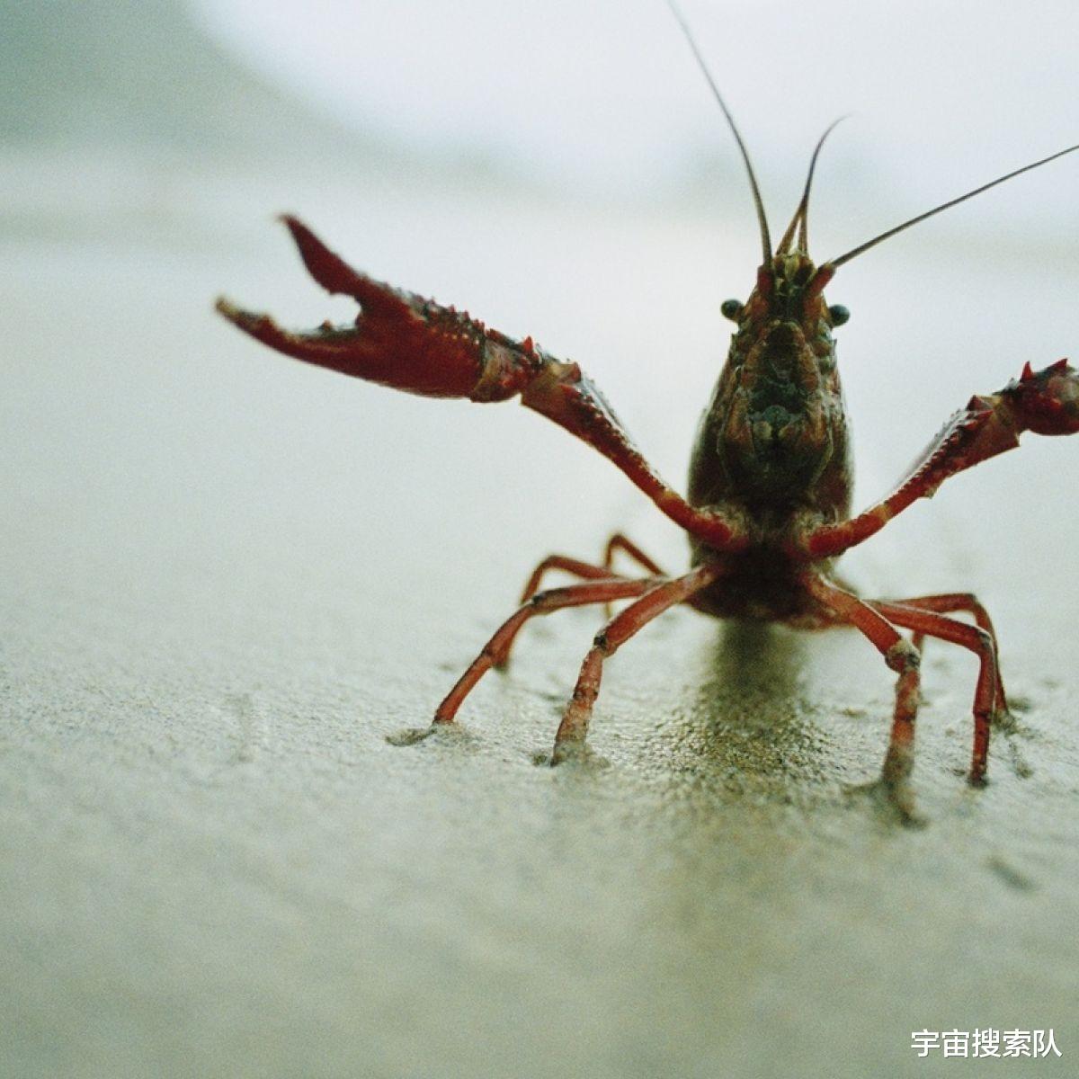 我国已被754种外来物种入侵,加拿大一枝黄花什么来头?