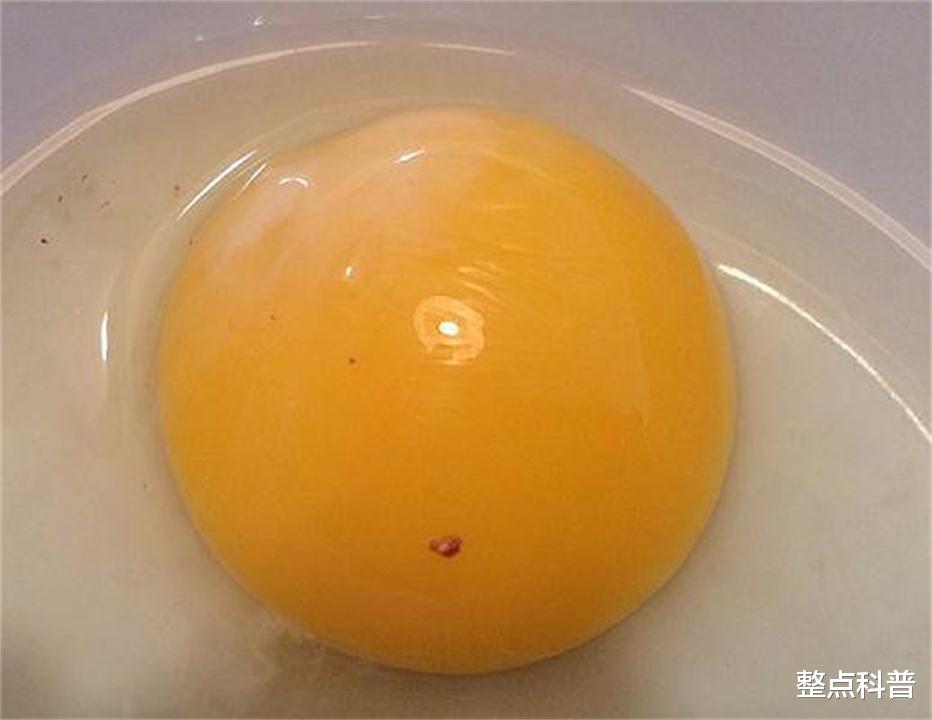 为什么鸡在未受精的情况下,365天都在下蛋?它和恐龙是近亲?