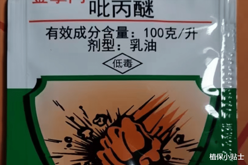 该治蚧壳虫了,这4类农药是蚧壳虫的克星,科学使用,包治蚧壳虫