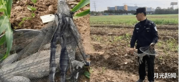 空军|男子野钓钓到鳄鱼，随后展现教科书式操作，网友：可以吹一辈子