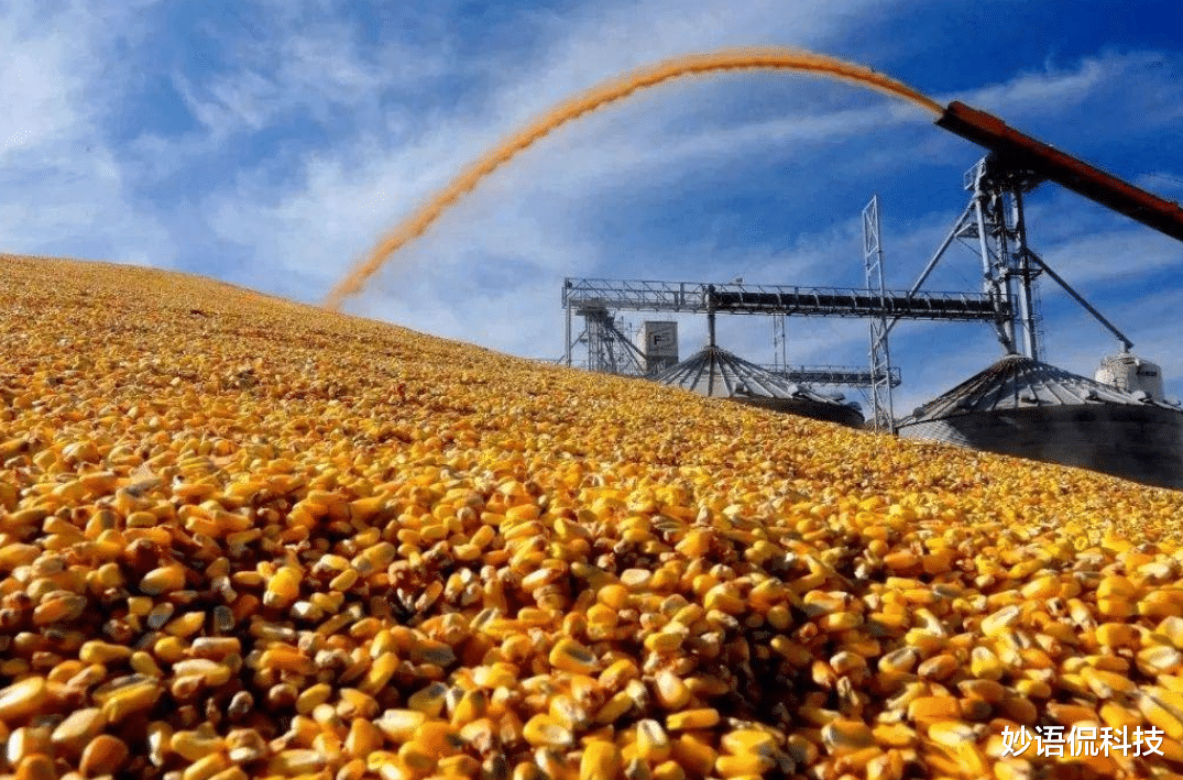中國大規模取消進口玉米訂單，是什麼原因造成的？-圖2