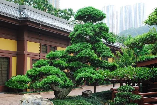 |想造一个日式风格庭院，植物搭配这部分一定要把控好