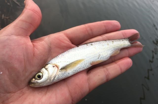 |名声最臭的鱼花落谁家？前2种是共识，后3种争议大，你那有几种？