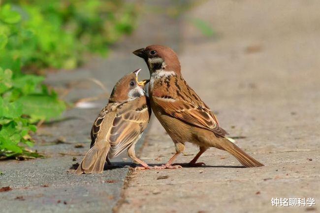 驼鹿|为什么我国要保护没有灭绝危险，甚至局部泛滥的驼鹿？