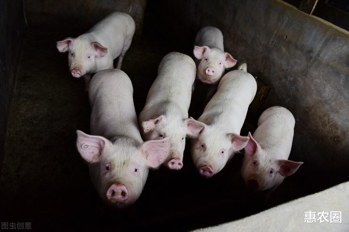 生猪价格 一头猪亏千元，龙头猪企业绩腰斩，3个利好来袭，猪价又要大涨？