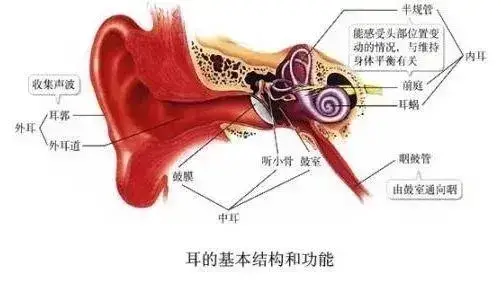 知足健康|耳鸣脑鸣小问题，找对方法是关键！