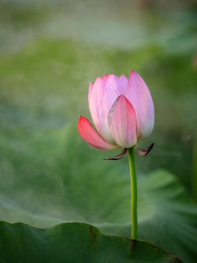 |到了6月下旬，4属相喜事登门，横财连发，日日有喜，生活充满希望