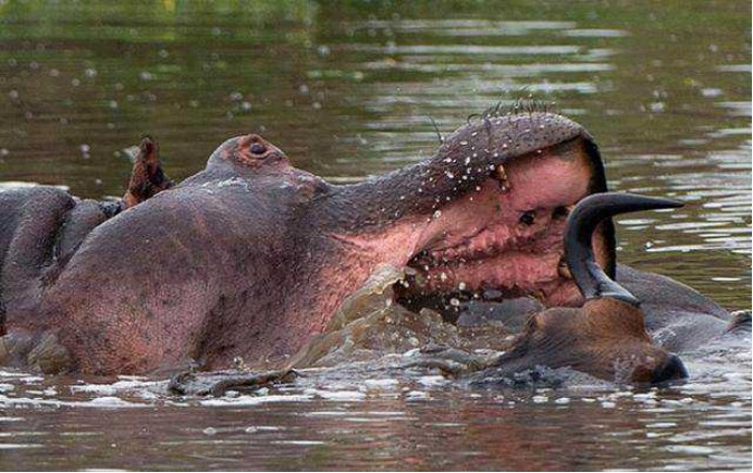  2021年到底怎么了？澳洲的牛开始吃蛇，这异常行为预示着什么？