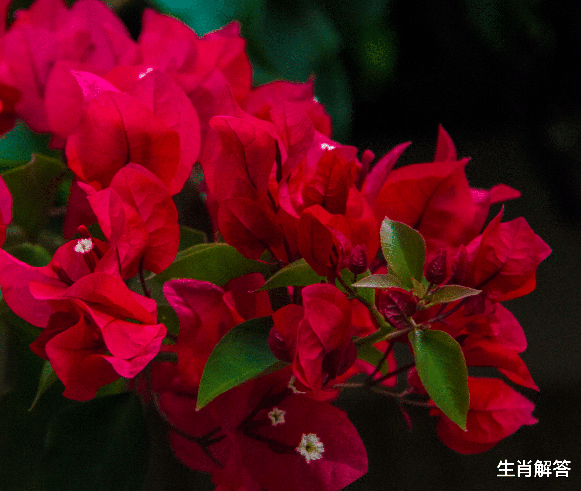 生肖解答|7月底，霉运散去，好运代替，左右逢源，3生肖忙着数钱，日子富足