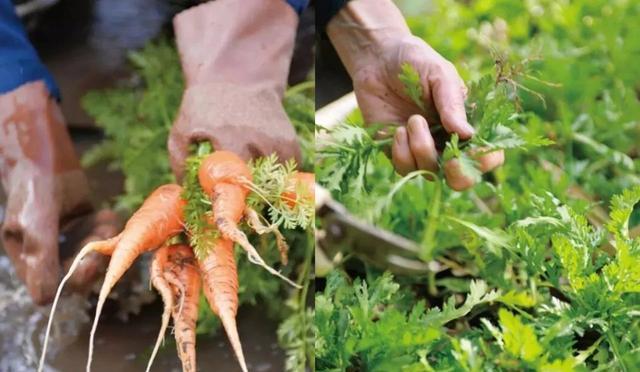 宝马3系|74岁的她，凭借自律，把“家庭主妇”这一职业，做到了极致