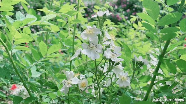 老伴儿风停夜泊聊情感|男女交往:“牢记八个字,方能圆满,希望你能懂”